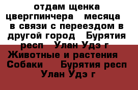 отдам щенка цвергпинчера 4 месяца , в связи с переездом в другой город - Бурятия респ., Улан-Удэ г. Животные и растения » Собаки   . Бурятия респ.,Улан-Удэ г.